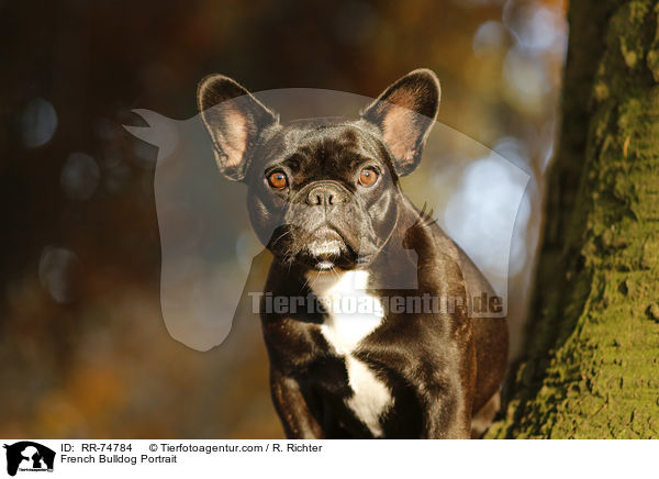 Franzsische Bulldogge Portrait / French Bulldog Portrait / RR-74784