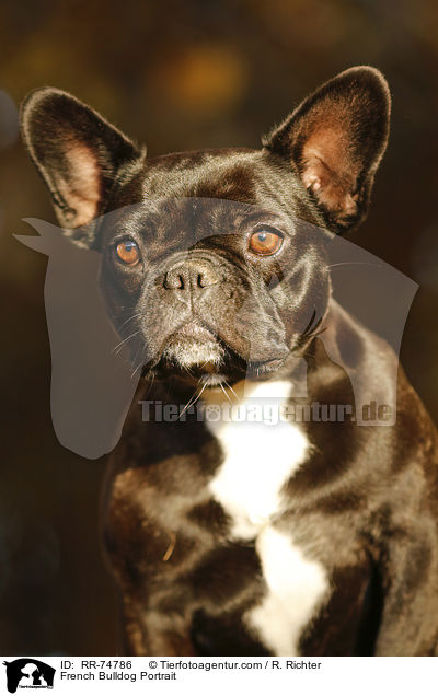 Franzsische Bulldogge Portrait / French Bulldog Portrait / RR-74786