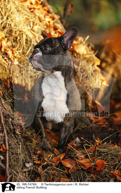 sitzende Franzsische Bulldogge / sitting French Bulldog / RR-74789