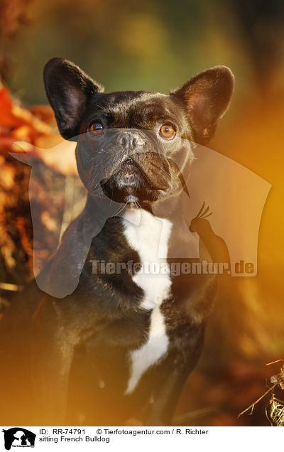 sitzende Franzsische Bulldogge / sitting French Bulldog / RR-74791