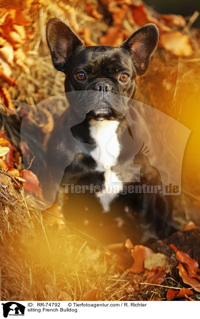 sitzende Franzsische Bulldogge / sitting French Bulldog / RR-74792