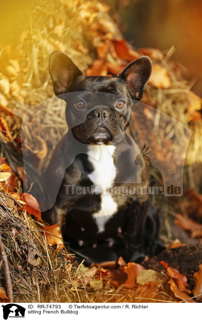 sitzende Franzsische Bulldogge / sitting French Bulldog / RR-74793
