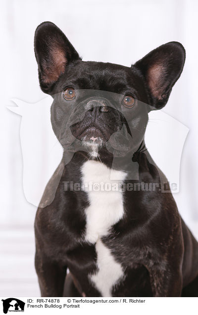 Franzsische Bulldogge Portrait / French Bulldog Portrait / RR-74878