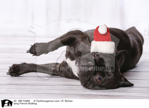 liegende Franzsische Bulldogge / lying French Bulldog / RR-74886