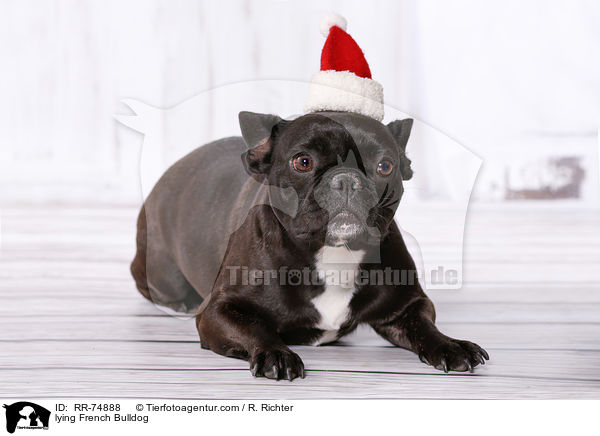 liegende Franzsische Bulldogge / lying French Bulldog / RR-74888