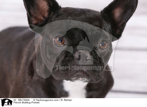 Franzsische Bulldogge Portrait / French Bulldog Portrait / RR-74904