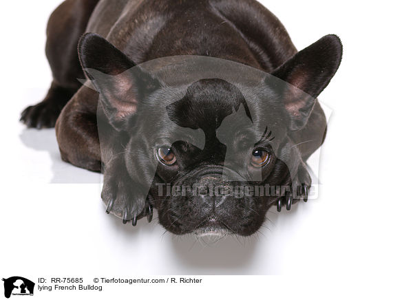 liegende Franzsische Bulldogge / lying French Bulldog / RR-75685