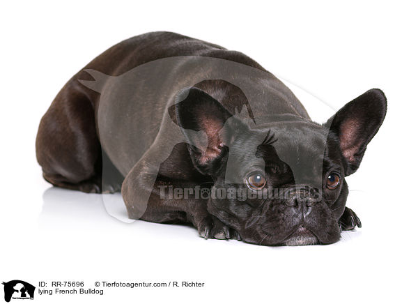 liegende Franzsische Bulldogge / lying French Bulldog / RR-75696