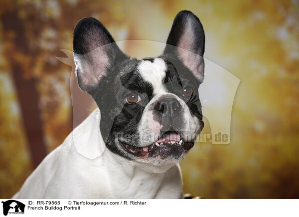 Franzsische Bulldogge Portrait / French Bulldog Portrait / RR-79565