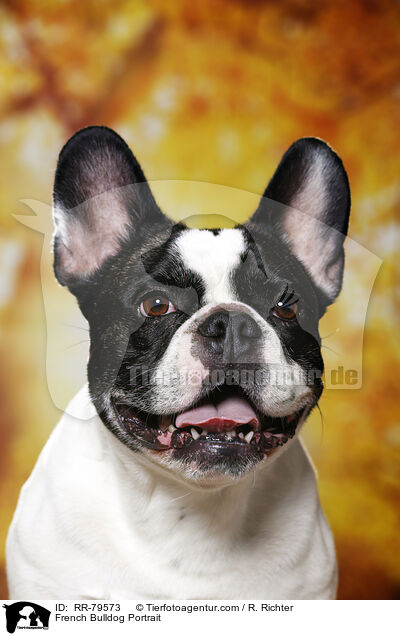 Franzsische Bulldogge Portrait / French Bulldog Portrait / RR-79573