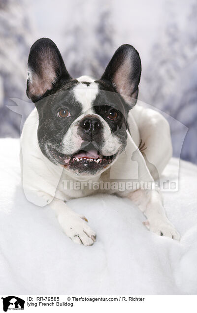 liegende Franzsische Bulldogge / lying French Bulldog / RR-79585