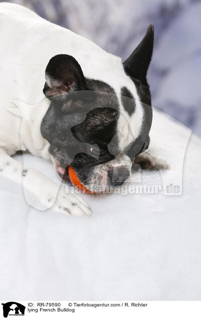 liegende Franzsische Bulldogge / lying French Bulldog / RR-79590