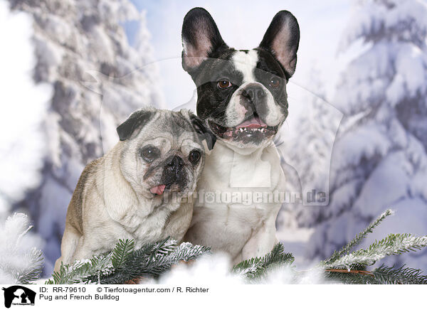Mops und Franzsische Bulldogge / Pug and French Bulldog / RR-79610