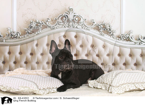 liegende Franzsische Bulldogge / lying French Bulldog / SS-43551