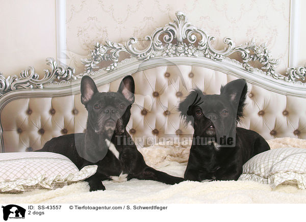 2 Hunde / 2 dogs / SS-43557
