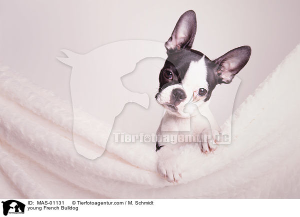 junge Franzsische Bulldogge / young French Bulldog / MAS-01131