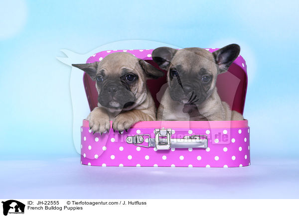 Franzsische Bulldogge Welpen / French Bulldog Puppies / JH-22555