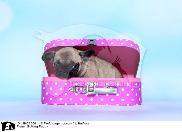 Franzsische Bulldogge Welpe / French Bulldog Puppy / JH-22556