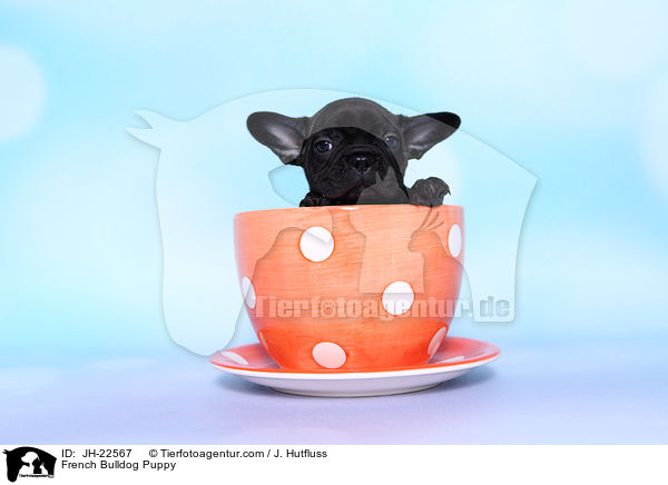 Franzsische Bulldogge Welpe / French Bulldog Puppy / JH-22567