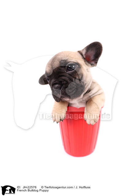 Franzsische Bulldogge Welpe / French Bulldog Puppy / JH-22576