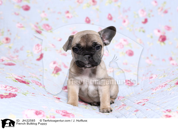 Franzsische Bulldogge Welpe / French Bulldog Puppy / JH-22585