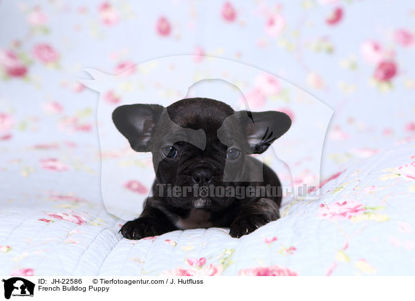 Franzsische Bulldogge Welpe / French Bulldog Puppy / JH-22586