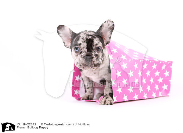 Franzsische Bulldogge Welpe / French Bulldog Puppy / JH-22612