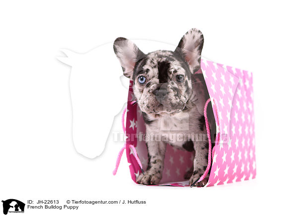 Franzsische Bulldogge Welpe / French Bulldog Puppy / JH-22613