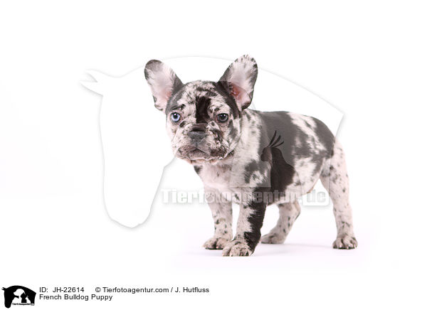 Franzsische Bulldogge Welpe / French Bulldog Puppy / JH-22614