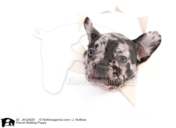 Franzsische Bulldogge Welpe / French Bulldog Puppy / JH-22620