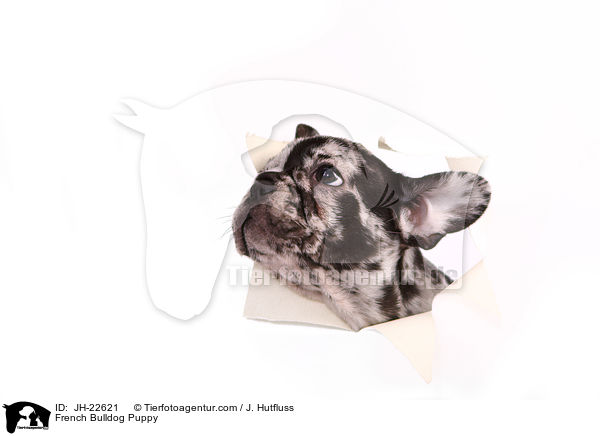 Franzsische Bulldogge Welpe / French Bulldog Puppy / JH-22621