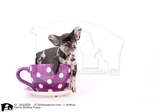 Franzsische Bulldogge Welpe / French Bulldog Puppy / JH-22626