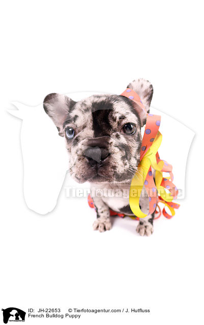 Franzsische Bulldogge Welpe / French Bulldog Puppy / JH-22653