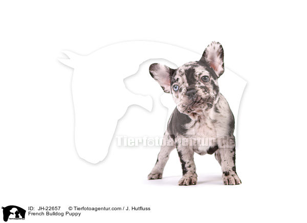 Franzsische Bulldogge Welpe / French Bulldog Puppy / JH-22657