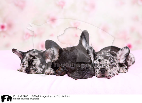 Franzsische Bulldogge Welpen / French Bulldog Puppies / JH-22706