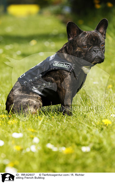 sitzende Franzsische Bulldogge / sitting French Bulldog / RR-82607