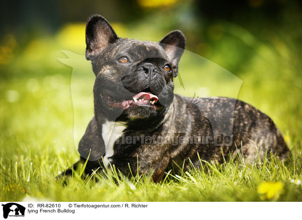 liegende Franzsische Bulldogge / lying French Bulldog / RR-82610
