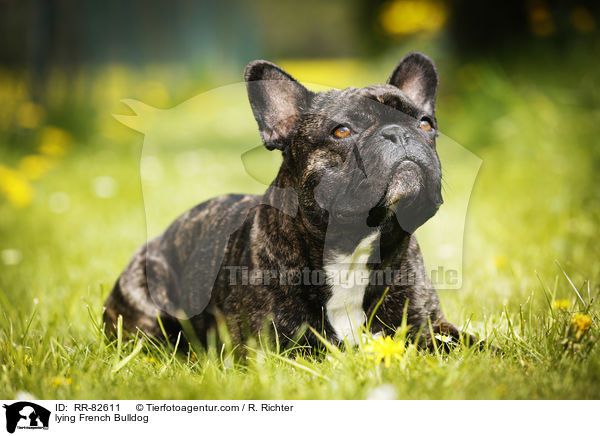 liegende Franzsische Bulldogge / lying French Bulldog / RR-82611