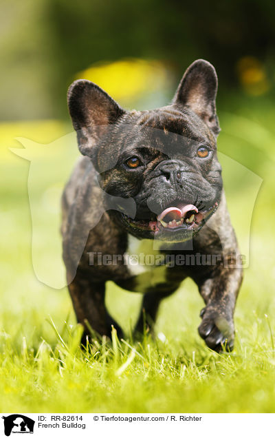 Franzsische Bulldogge / French Bulldog / RR-82614