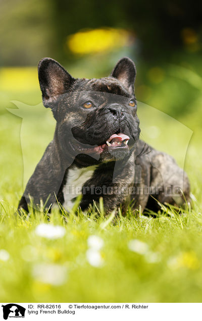 liegende Franzsische Bulldogge / lying French Bulldog / RR-82616