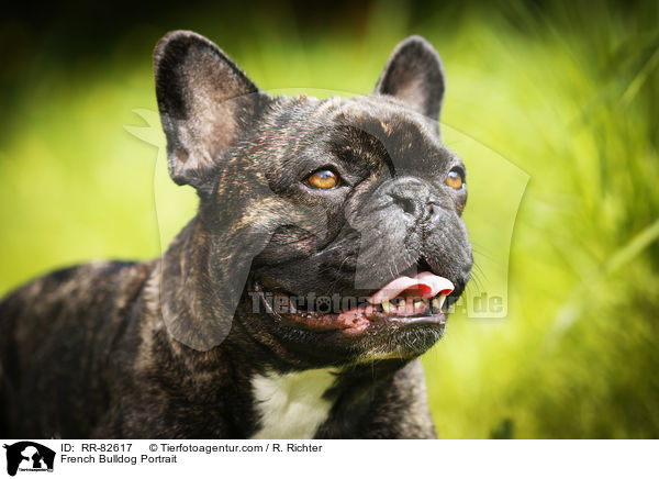 Franzsische Bulldogge Portrait / French Bulldog Portrait / RR-82617