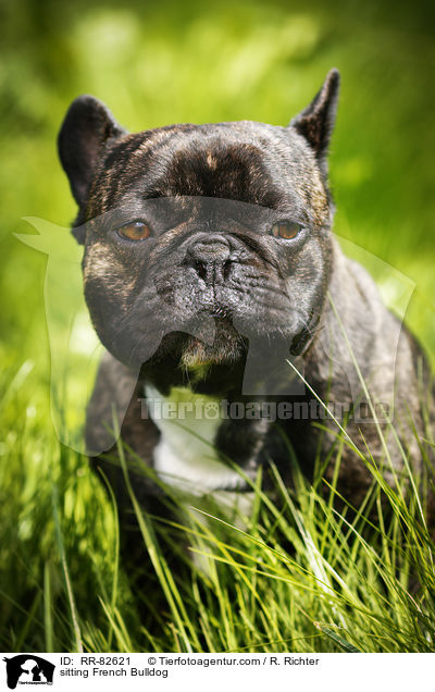 sitzende Franzsische Bulldogge / sitting French Bulldog / RR-82621
