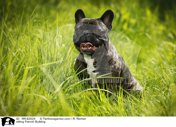 sitzende Franzsische Bulldogge / sitting French Bulldog / RR-82624