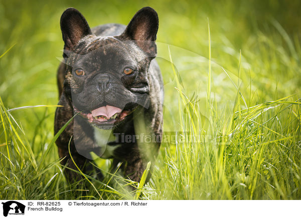 Franzsische Bulldogge / French Bulldog / RR-82625