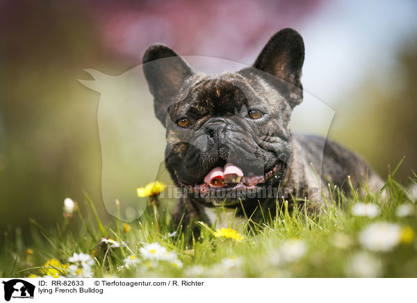 liegende Franzsische Bulldogge / lying French Bulldog / RR-82633
