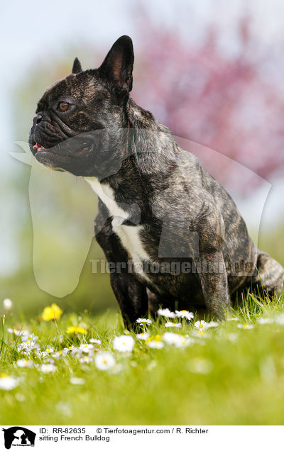 sitzende Franzsische Bulldogge / sitting French Bulldog / RR-82635