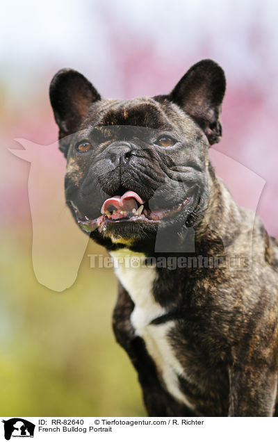 Franzsische Bulldogge Portrait / French Bulldog Portrait / RR-82640