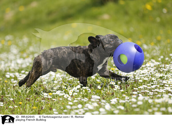spielende Franzsische Bulldogge / playing French Bulldog / RR-82645
