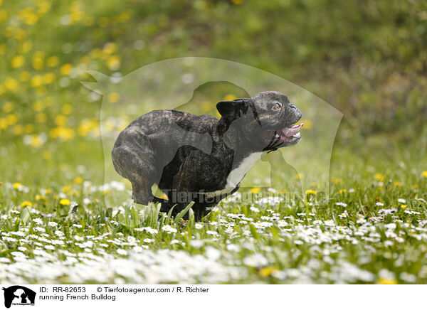 rennende Franzsische Bulldogge / running French Bulldog / RR-82653