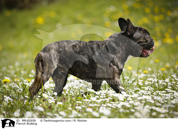 Franzsische Bulldogge / French Bulldog / RR-82656